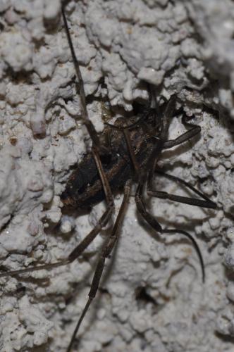 Réf. 111 160 : Odiellus troguloides