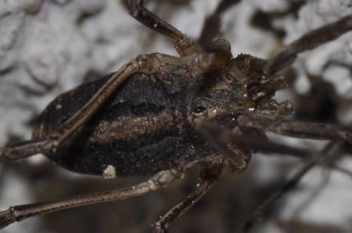 Réf. 111 161 : Odiellus troguloides