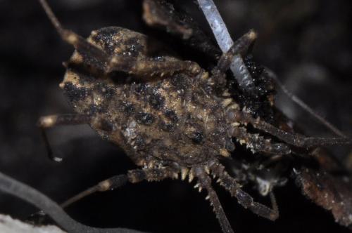 Homalenotus quadridentatus