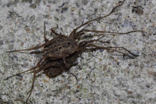 Homalenotus quadridentatus