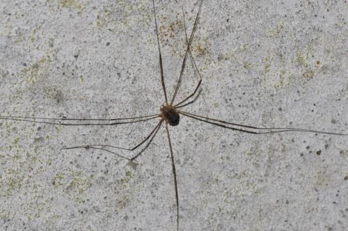 Nelima gothica