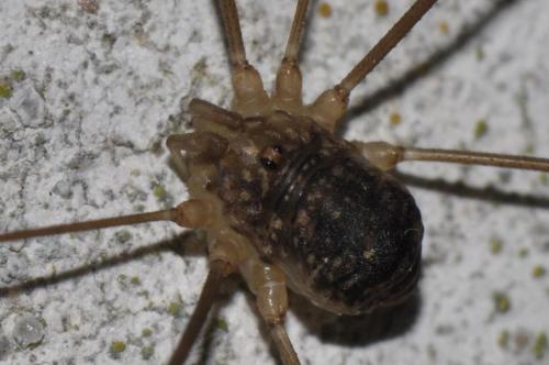 Nelima gothica