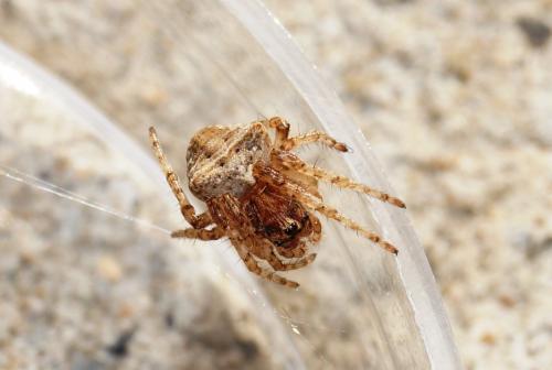 Gibbaranea bituberculata