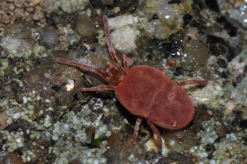 Réf. 111 817 : Allothrombium sp.