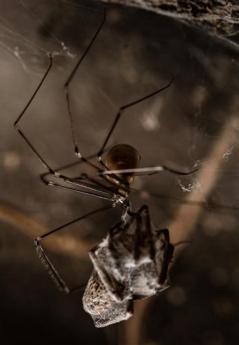 Réf. 111 081 : Pholcus phalangioides