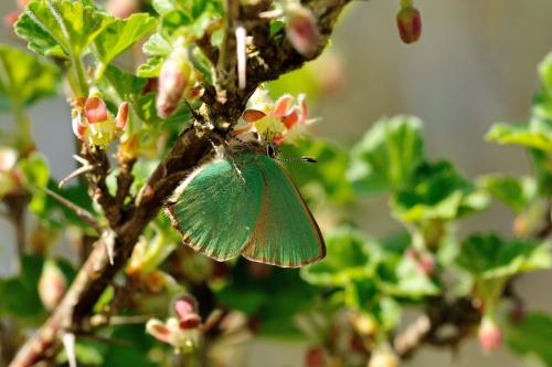 Callophrys rubi