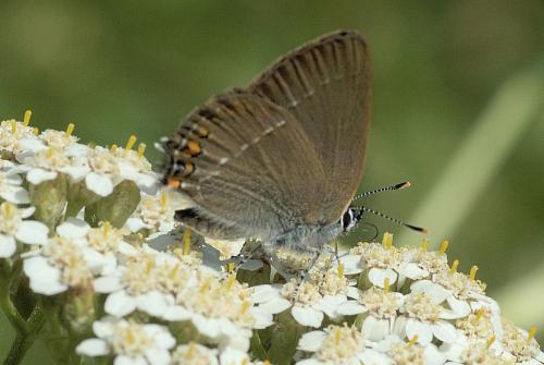 Réf. 111 919 : Satyrium acaciae