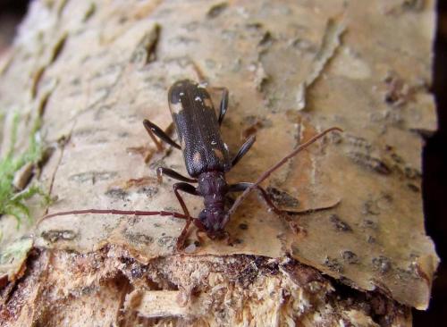 Xylosteus spinolae