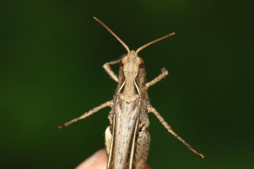 Chorthippus sp.