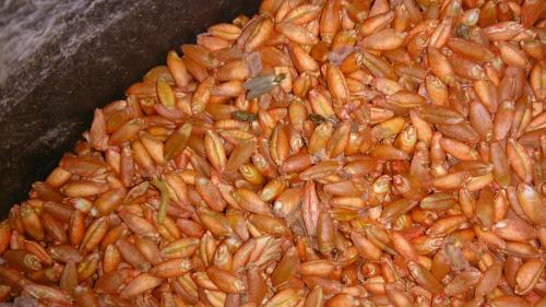 Plodia interpunctella
