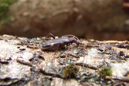Réf. 111 776 : Xylosteus spinolae