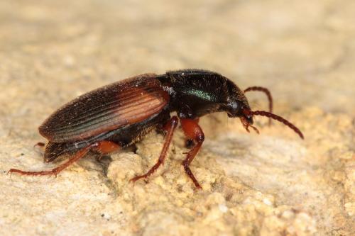 Gynandromorphus etruscus