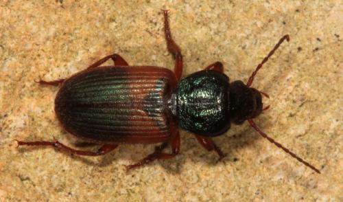 Gynandromorphus etruscus
