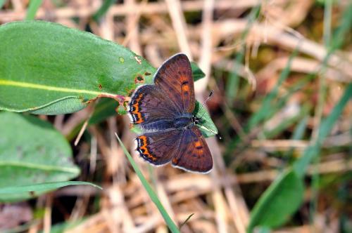 Lycaena helle