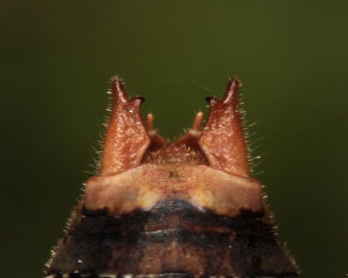 Antaxius chopardi