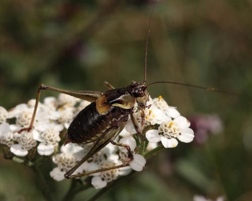Antaxius chopardi