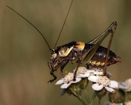 Réf. 111 794 : Antaxius chopardi