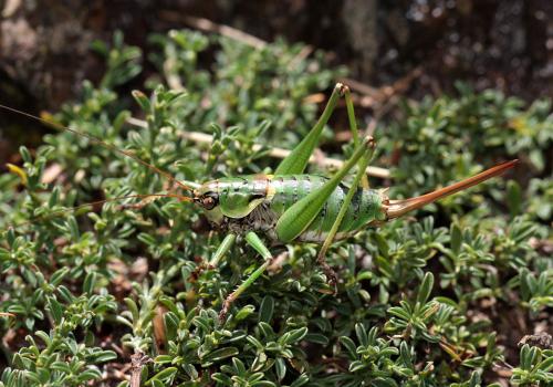 Réf. 111 796 : Antaxius chopardi