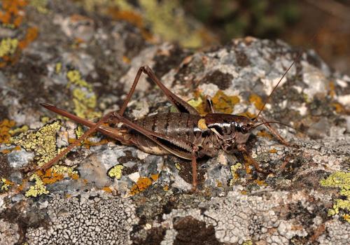 Antaxius hispanicus