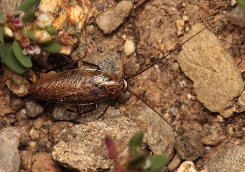 Capraiellus panzeri