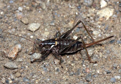 Antaxius chopardi