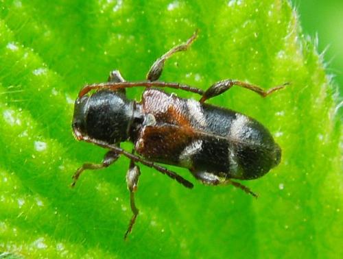 Réf. 111 992 : Poecilium alni