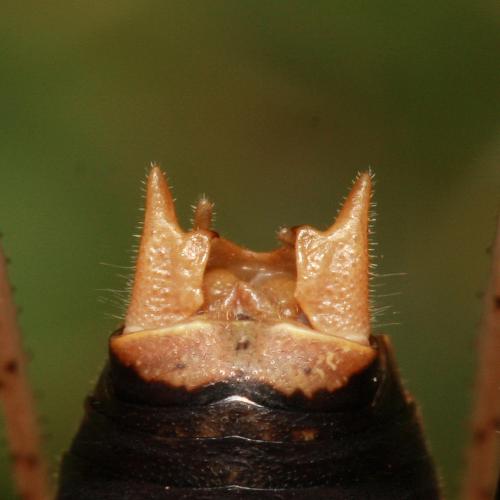 Antaxius hispanicus