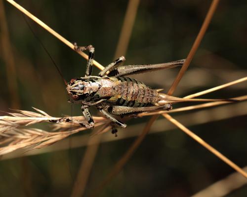 Antaxius hispanicus