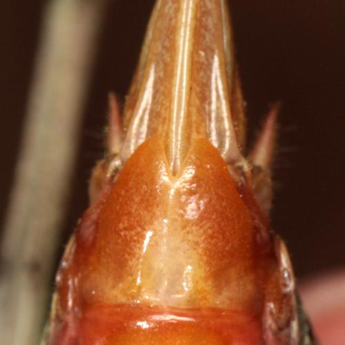 Antaxius hispanicus