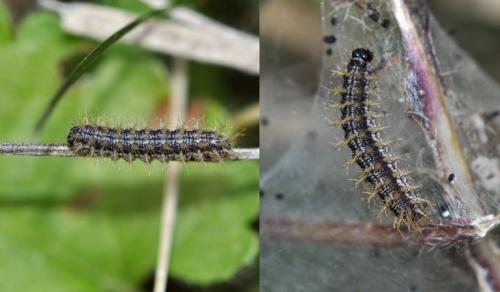Melitaea sp.
