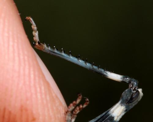 Oedipoda coerulea