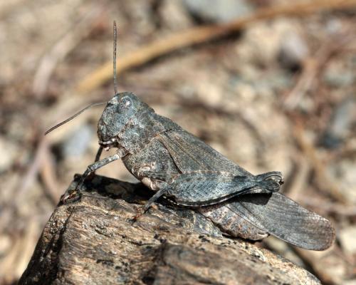 Oedipoda coerulea