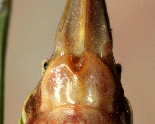 Réf. 111 799 : Antaxius chopardi
