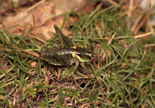 Réf. 111 797 : Antaxius chopardi