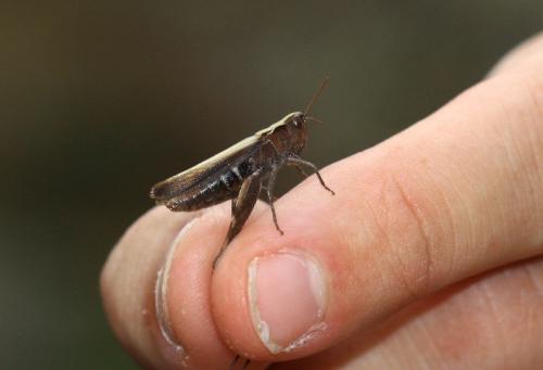 Chorthippus sp.