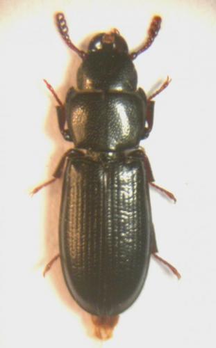Tenebroides maroccanus