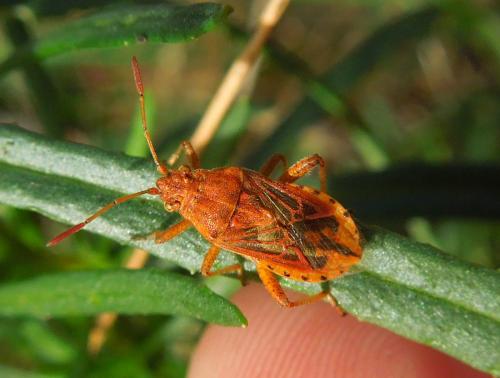 Stictopleurus sp.