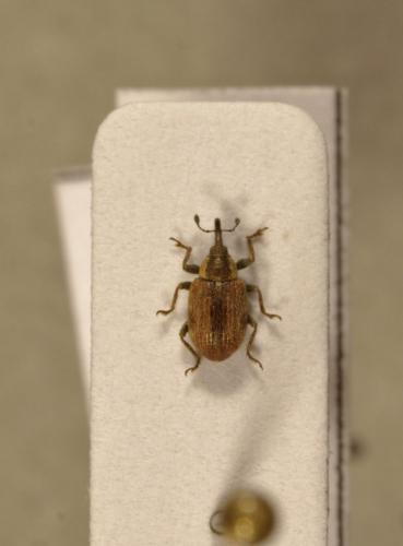 Gymnetron villosulum