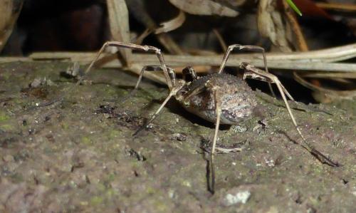 Odiellus spinosus