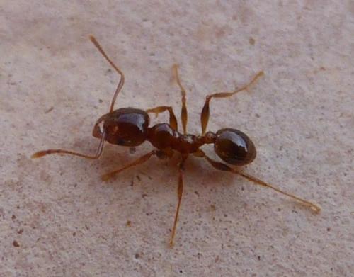Réf. 111 400 : Pheidole pallidula