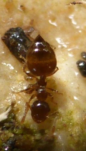 Réf. 111 166 : Crematogaster sordidula