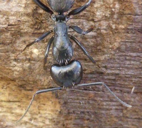 Camponotus vagus