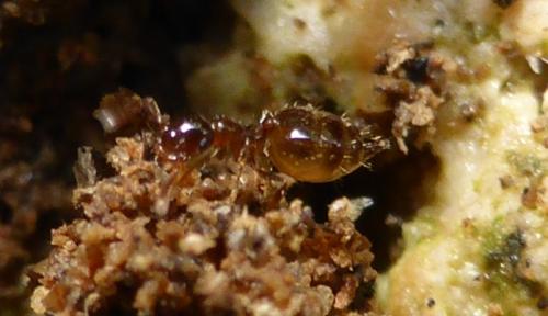 Réf. 111 168 : Crematogaster sordidula