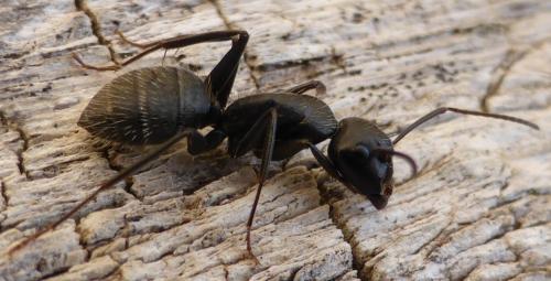 Réf. 111 241 : Camponotus vagus