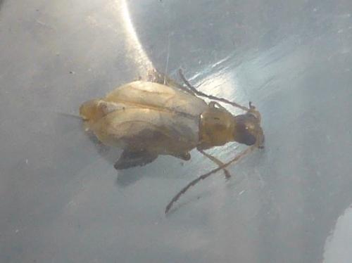 Longitarsus sp.