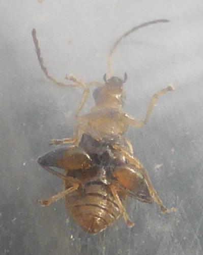 Longitarsus sp.