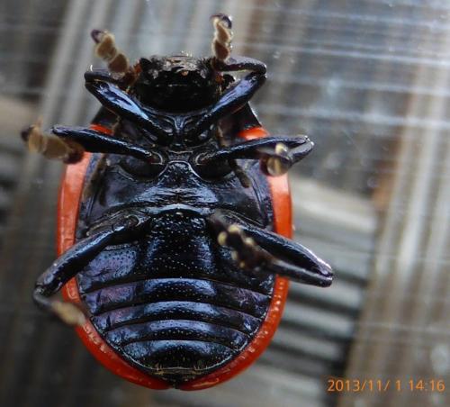 Chrysolina rossia