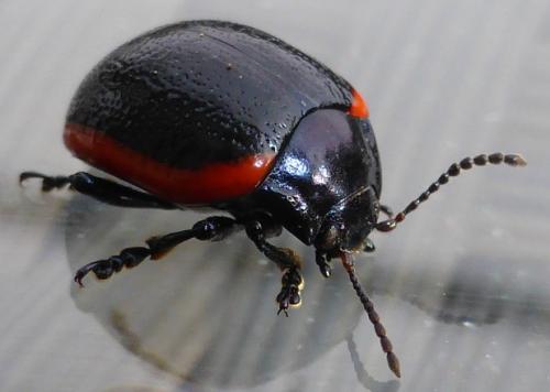 Chrysolina rossia