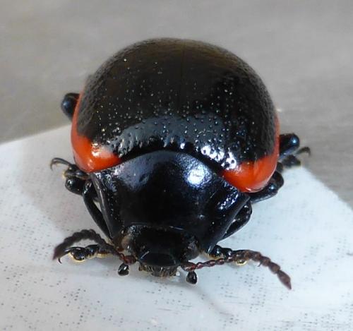 Chrysolina rossia