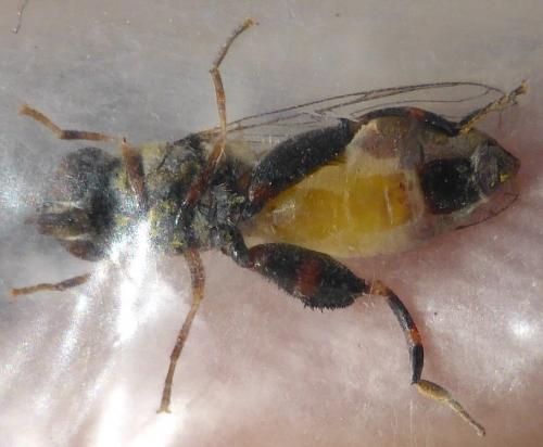 Syritta pipiens